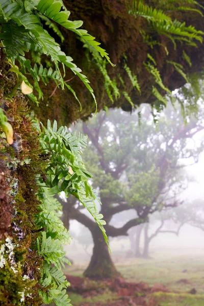 Closeup of laurel tree branch. Laurisilva of Madeira in Fanal, foggy forest. Madeira island, Portugal.