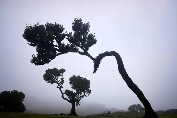 Old laurel trees in misty Fanal forest, Laurisilva of Madeira, Portugal.