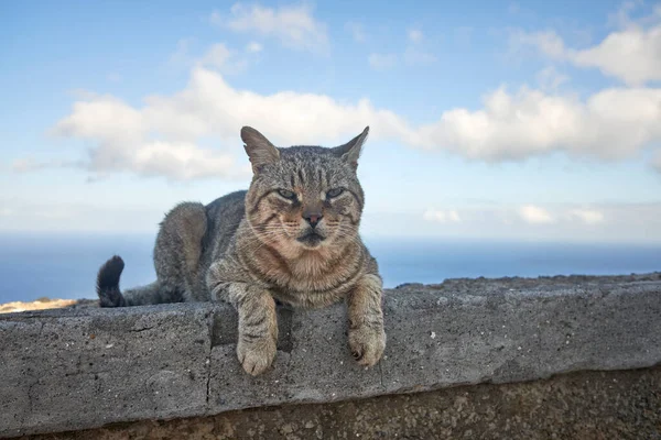 Şirin kahverengi kedi duvarda yatıyor.