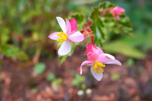 Begonya yaprağı. Güzel pembe, sarı çiçek. Madeira, Portekiz.