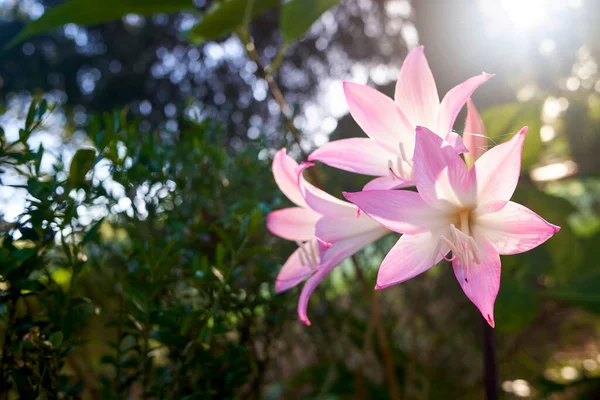 Portekiz, Madeira 'da çiçek açan güzel pembe zambak çiçekleri. Amaryllis belladonna.