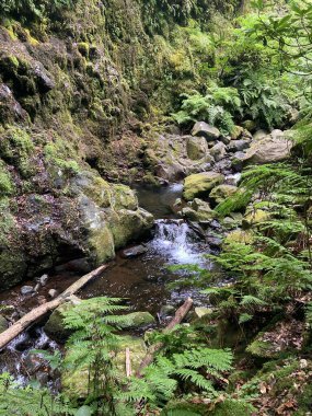 Levada do Rei 'nin (sulama kanalı) sonunda Madeira, Portekiz' de yürürler. Doğa manzarası.