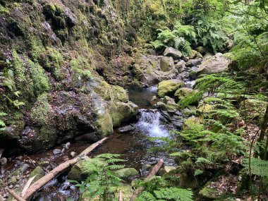 Levada do Rei 'nin (sulama kanalı) sonunda Madeira, Portekiz' de yürürler. Doğa manzarası.