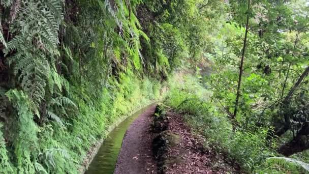 Περπατήστε Γύρω Από Κανάλι Άρδευσης Νερού Λεβάντα Madeiira Πορτογαλία Λεβάντα — Αρχείο Βίντεο