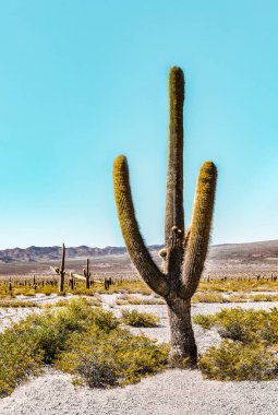 Çok güzel bir kardon kaktüsü (Echinopsis atacamensis) olan dikey manzara. Kahverengi dağlar ve arka planda mavi gökyüzü çerçeve veya duvar kağıdı için mükemmel. Cardones Ulusal Parkı, Cachi, Arjantin