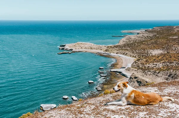 在巴塔哥尼亚海岸美丽的岩石风景中 一只狗栖息在悬崖上 阿根廷楚布省瓦尔德斯半岛 — 图库照片