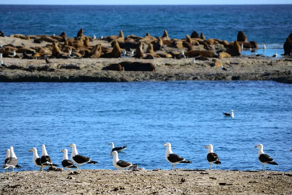 A colony of birds and South American sea lions (Otaria flavescens) in the Loberia viewpoint near to Puerto Piramides in Peninsula Valdes, a nature reserve in the Patagonian coast of Argentina.