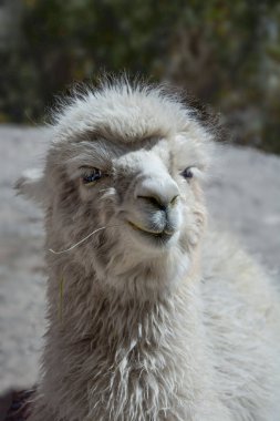 Lama 'ya yakın, Güney Amerika' daki And Dağları 'ndan evcil bir hayvan.