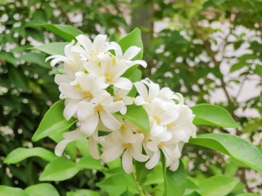 Murraya paniklemiş. Bahçede yeşil yapraklı yasemin.