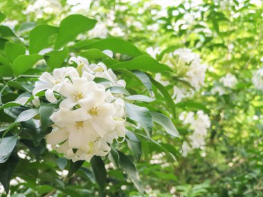 Murraya paniklemiş. Bahçede yeşil yapraklı yasemin.