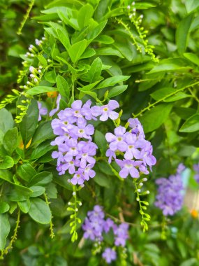 Myosotis, yeşil yapraklı çiçekleri unutma.