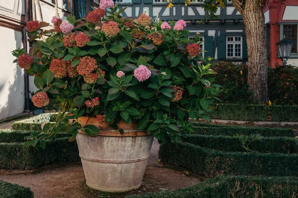 านท สวนสวยในฤด ใบไม ดอกไม ในสวน ไบโอเทคไฮม สเซน เยอรม โรป สวนฤด — ภาพถ่ายสต็อก