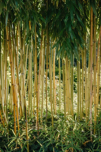 花园里的绿竹树 — 图库照片