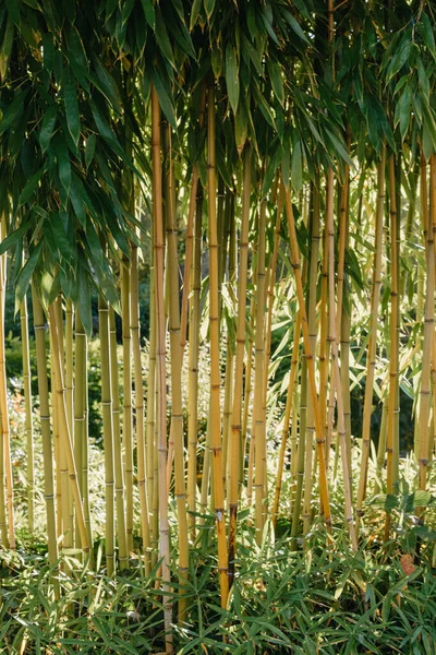 Groene Bamboe Boom Een Tuin — Stockfoto