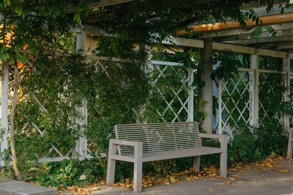 Banco Del Parque Blanco Con Pared Piedra Hojas Verdes Hiedra — Foto de Stock