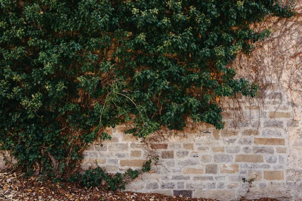 古いレンガの壁に緑の植生 アイビービューティフル ツタの暖かい色合いで生い茂ったグランジーレンガの壁 側面に美しい緑のツタの葉を持つレンガの壁 — ストック写真