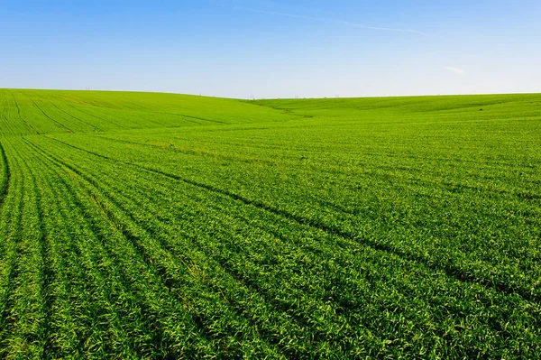 Green Field of wheat, blue sky and sun, white clouds. wonderland