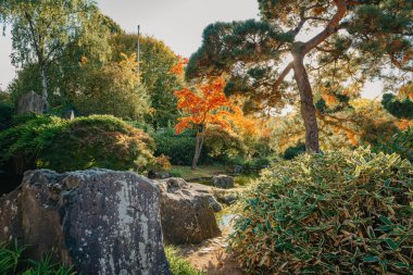 Güz mevsiminde güzel Japon Bahçesi ve kırmızı ağaçlar. Sonbahar rengi ve gölün yansımaları..