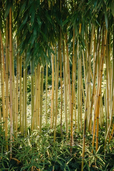 Зеленое Бамбуковое Дерево Саду — стоковое фото