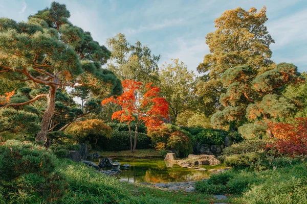 Prachtige Japanse Tuin Rode Bomen Bij Herfst Seson Een Uitbarsting — Stockfoto