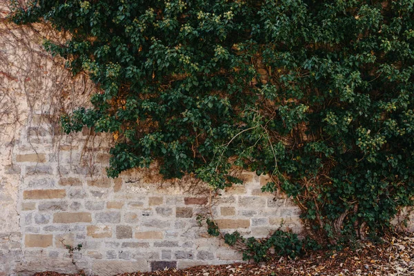 Зеленая Растительность Старой Кирпичной Стене Айви Красивая Фигура Грандиозная Кирпичная — стоковое фото