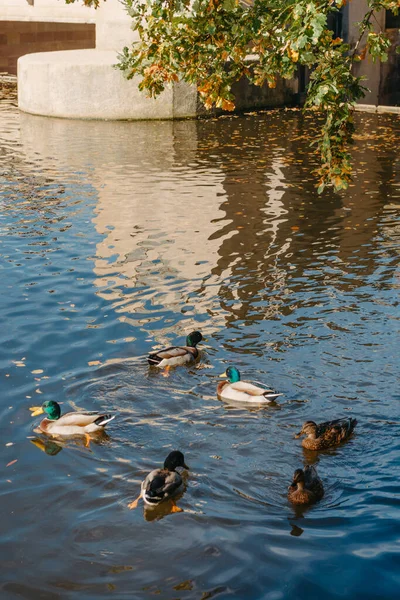在公园湖上的鸭子 秋天的时候停车秋天的树湖中倒映着野鸭 五颜六色的鸟毛一个有野鸭和水鸭的池塘 湖里全是漂亮的鸭子 — 图库照片
