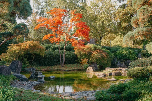 Prachtige Japanse Tuin Rode Bomen Bij Herfst Seson Een Uitbarsting — Stockfoto