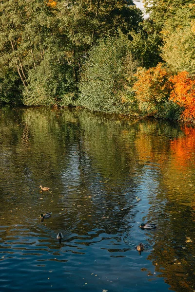 Árvore Outono Margem Das Curvas Lagoa Paisagem Outono Com Árvore — Fotografia de Stock