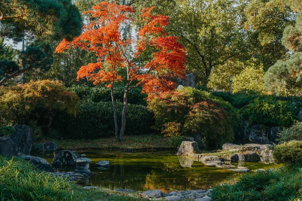 Bahar Japon bahçesinde güzel sakin bir manzara. Japonya sonbahar görüntüsü. Göleti ve kırmızı yaprakları olan güzel bir Japon bahçesi. Japon bahçesindeki gölet..