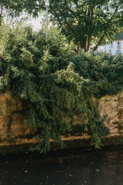 Suyun üzerindeki ağaç manzarası. Kıyısında ağaçlar olan sessiz küçük bir nehir..