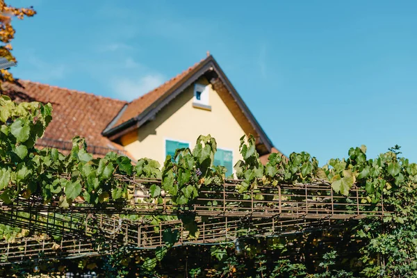 Entrance Court Typical French Rural House Dekorasi Dengan Golden Vineyard — Stok Foto