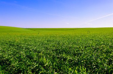 Green Field of wheat, blue sky and sun, white clouds. wonderland