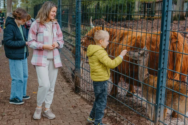 Család Állatkertben Táplálja Bölényeket Boldog Család Fiatal Anya Három Gyerekkel — Stock Fotó
