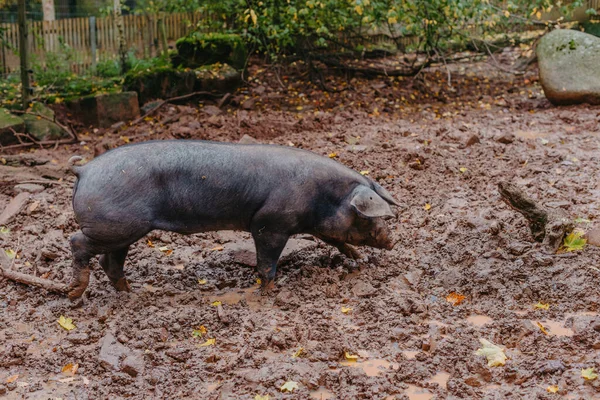 Pig in the field, organic animal husbandry. single pig playing in the mud with thick nasty mud all over its face at an agricultural farm