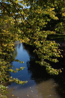 Suyun üzerindeki ağaç manzarası. Kıyısında ağaçlar olan sessiz küçük bir nehir..