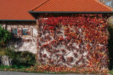 red ivy on the wall of the old house. Old vintage rustic German shabby small house with colorful grapevine-covered wall. Autumn red leaves of Virginia creeper vine. Abstract Ancient overgrown house
