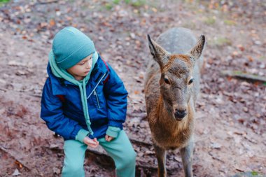 Cute child feeding a fawn. Cute little boy is feeding a baby fawn in the forest. Image with selective focus. The boy feeds the deer with leaves, the reserve, wild animals, the connection of animals
