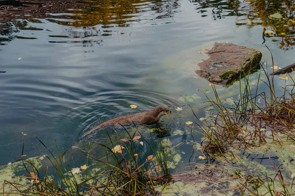 Lontra Rio Europeu Lutra Lutra Nadando Volta Águas Claras Animal — Fotografia de Stock