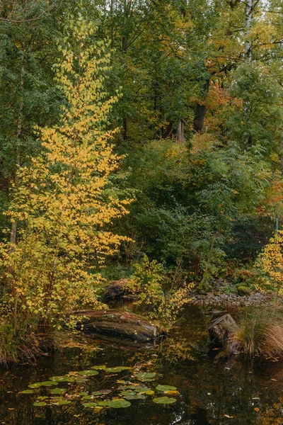 Ağaçların Sonbahar Yaprakları Gölete Yansıyor Sonbahar Göleti Ağaçları Sonbahar Ağaçları — Stok fotoğraf