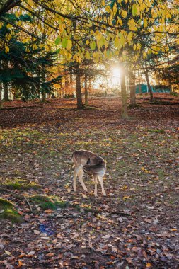 Young wild deer, standing in the forest, morning light. deer in the forest. rays of the sun. sunset