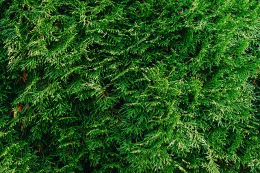 thuja yapraklarının dokusunun güzel arkaplanı. Thuja yakın plan. thuja şubelerinin geçmişi. Thuja ağaçlarının güzel yeşil yapraklarına yakın çekim. Yeşil thuja, yakın plan fotoğraf. Arkaplan