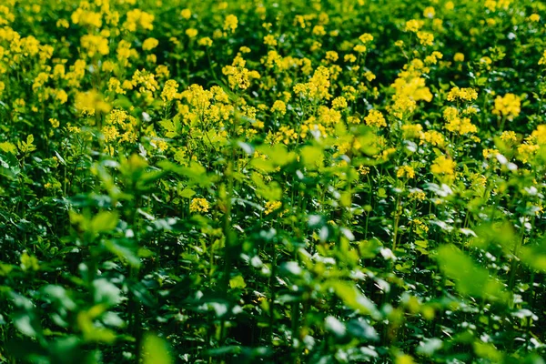 Κίτρινο Πεδίο Ελαιοκράμβης Κοντινή Απόσταση Κίτρινο Πεδίο Ανθοφορίας Βιασμού Ταπετσαρία — Φωτογραφία Αρχείου