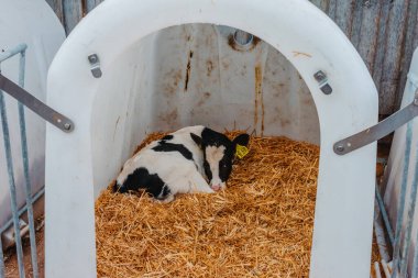 Sarı kulaklıklı küçük buzağı çiftlikteki güneş alan çiftlik hayvanlarının ambarında kameraya bakıyor. Sığır yetiştiriciliği, hayvanlara bakmak, süt ürünleri ve et üretimi konsepti. beyaz