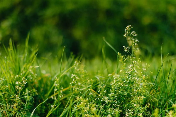 stock image Close up of fresh thick grass with water drops in the early morning. Closeup of lush uncut green grass with drops of dew in soft morning light.