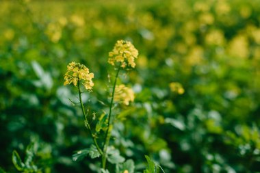 Sarı kolza tohumu tarlası yakın görüş alanında. Sarı çiçek açan tecavüz tarlası, yakın plan, doğa duvar kağıdı. Doğal manzara arka planı. Yaz manzarası, çiçek açan kolza tohumu tarlası.