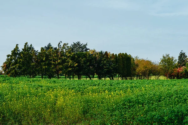 Baum Feld Wiese Und Wald Blauer Himmel Herbstzeit Sturz Auf — Stockfoto