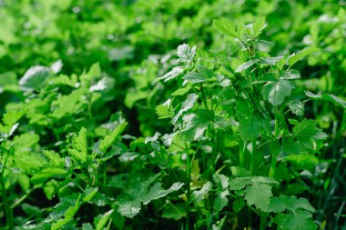 Sabahın erken saatlerinde taze, sık çimenleri su damlalarıyla kapatın. Yumuşak sabah ışığında çiğ damlaları ile yemyeşil çimlerin yakınlaşması.