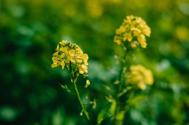 Sarı kolza tohumu tarlası yakın görüş alanında. Sarı çiçek açan tecavüz tarlası, yakın plan, doğa duvar kağıdı. Doğal manzara arka planı. Yaz manzarası, çiçek açan kolza tohumu tarlası.