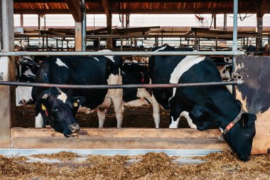 Kafesteki dana ineği, biyolojik çiftçilikle ilgilenmek, samanlıkta otlayan evcil hayvanları beslemek, sığır çiftlikleri, inek ahırları. Fleckvieh cinsi, sürdürülebilir gelişimin mutlu süt inekleri. İki süt için de uygun.
