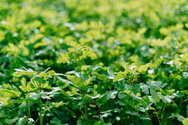 Sabahın erken saatlerinde taze, sık çimenleri su damlalarıyla kapatın. Yumuşak sabah ışığında çiğ damlaları ile yemyeşil çimlerin yakınlaşması.